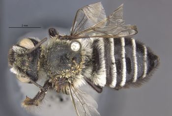 Media type: image;   Entomology 15712 Aspect: habitus dorsal view